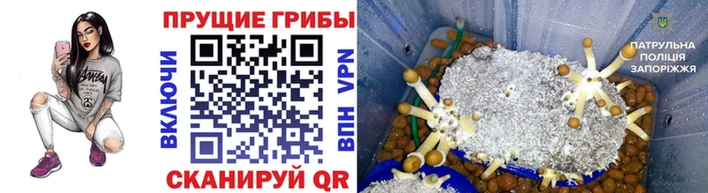 Галлюциногенные грибы мицелий  Купить закладки  Тихвин 